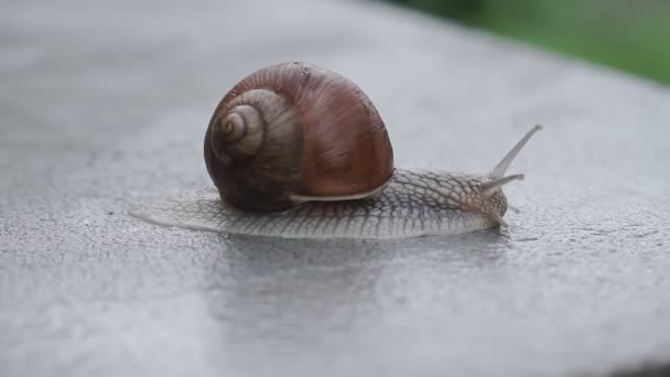 달팽이는 콘크리트 위에서 천천히 기어다닌다 — 비디오