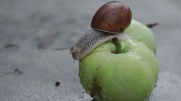 Ένα Σαλιγκάρι Σέρνεται Αργά Πάνω Ένα Βρεγμένο Μήλο Μετά Βροχή — Αρχείο Βίντεο