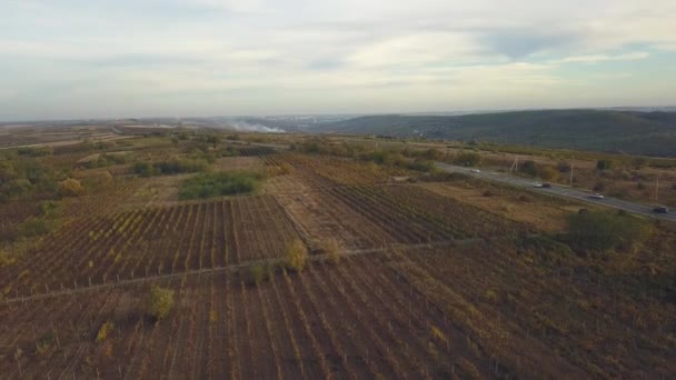 Vista Aérea Sobre Vinhas Outonais Verdadeiro Alto Ângulo Auto Estrada — Vídeo de Stock