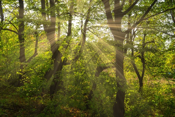 Яркие Солнечные Лучи Сияют Сквозь Деревья Величественный Осенний Закат — стоковое фото