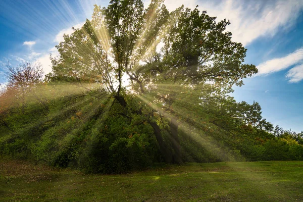 Feixes Sol Brilhantes Brilhando Através Árvores Pôr Sol Mágico Outono — Fotografia de Stock