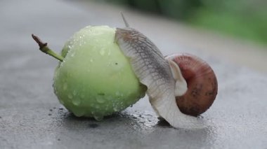 Yağmurdan sonra bir salyangoz ıslak bir elmanın üzerinde yavaşça sürünüyor.