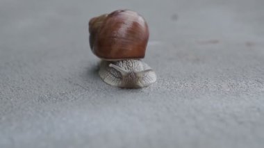 Bir salyangoz yağmurdan sonra yavaşça ıslak betonda sürünür.