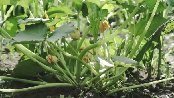 Pěstování Cukety Nebo Dýně Zucchini Rostlina Zahradě — Stock video