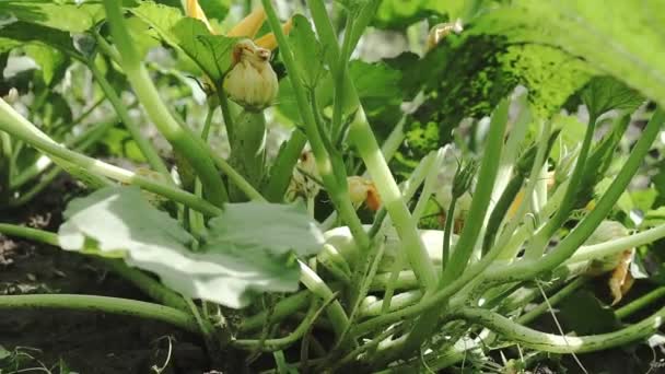 Pěstování Cukety Nebo Dýně Zucchini Rostlina Zahradě — Stock video