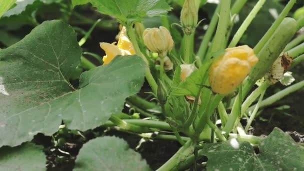Plantage Groeit Courgette Pompoen Zucchini Plant Tuin — Stockvideo