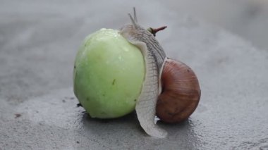 Yağmurdan sonra bir salyangoz ıslak bir elmanın üzerinde yavaşça sürünüyor.