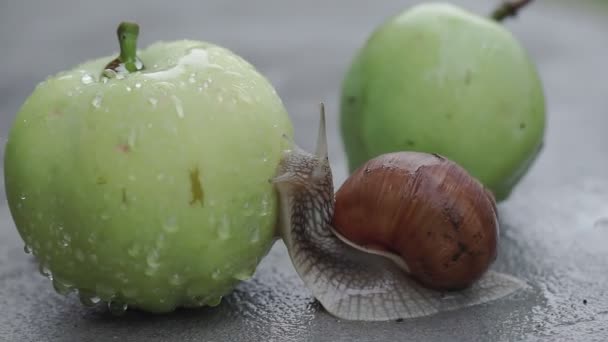 Ślimak Powoli Czołga Się Mokrym Jabłku Deszczu — Wideo stockowe