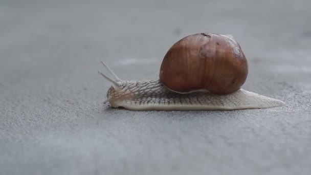 달팽이는 콘크리트 위에서 천천히 기어다닌다 — 비디오