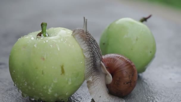 Escargot Rampant Lentement Sur Une Pomme Mouillée Après Pluie — Video