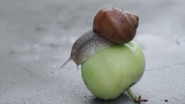 Escargot Rampant Lentement Sur Une Pomme Mouillée Après Pluie — Video
