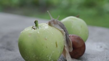 Yağmurdan sonra bir salyangoz ıslak bir elmanın üzerinde yavaşça sürünüyor.