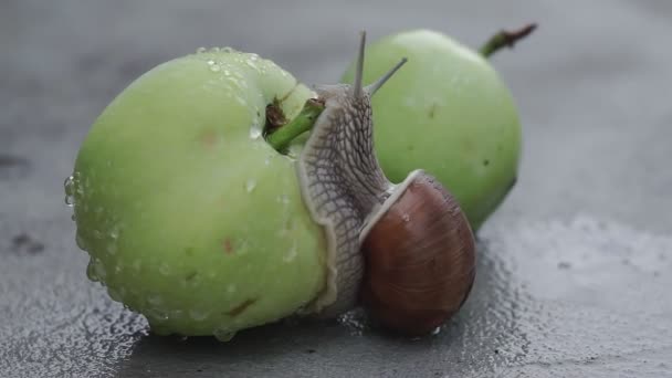 Ένα Σαλιγκάρι Σέρνεται Αργά Πάνω Ένα Βρεγμένο Μήλο Μετά Βροχή — Αρχείο Βίντεο