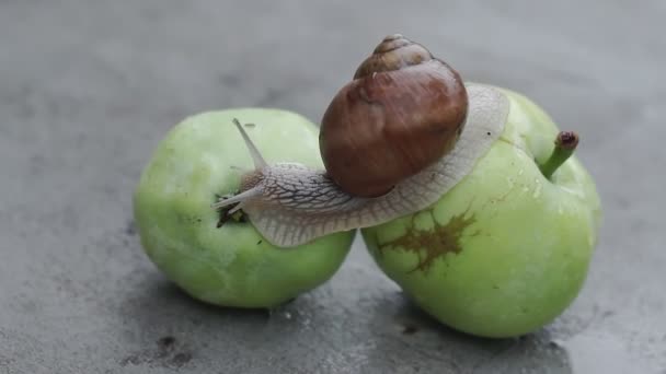 Snail Slowly Crawling Wet Apple Rain — Stock Video