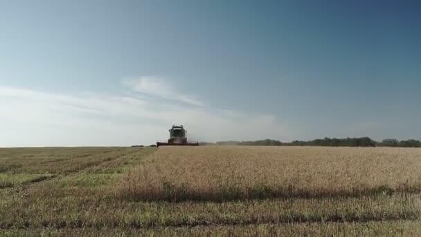 Combina Raccoglitore Raccoglie Grano Giallo Macchina Moderna Che Taglia Spighe — Video Stock