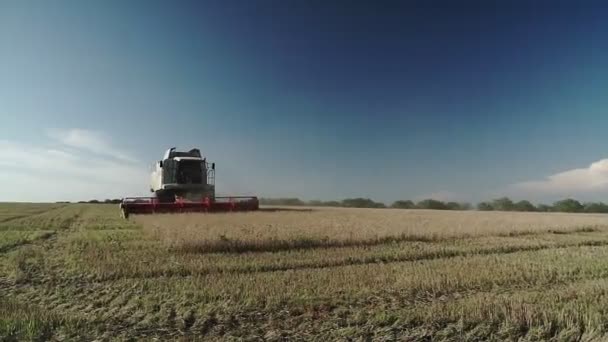 Kombajn Sbírá Žlutou Pšenici Moderní Stroj Krájí Pšeničné Hřeby Jasného — Stock video