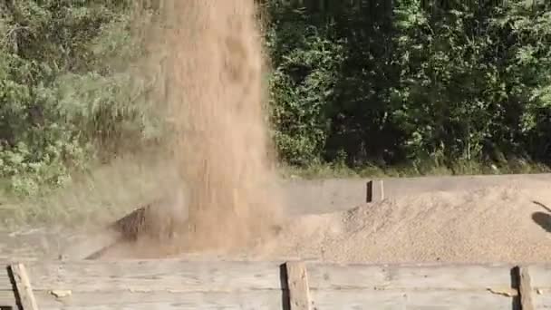 Combine Harvester Colheita Trigo Maduro Colheitadeira Descarregando Grãos Trigo — Vídeo de Stock