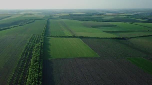 Aerial Footage Flight Agricultural Field — Stock Video