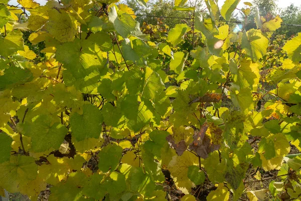 Vineyard Höst Orange Och Gula Blad Bakgrund Närbild — Stockfoto