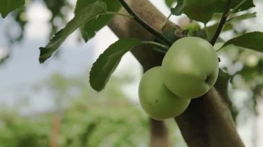 Çevre dostu elmalar. Ağaçtaki yeşil elmalar. Güneşin ışınlarında bir dalda olgunlaşmış güzel elmalar..