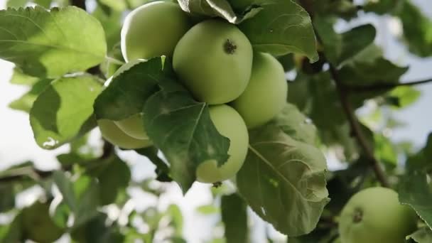 Milieuvriendelijke Appels Groene Appels Boom Mooie Appels Rijpen Een Tak — Stockvideo