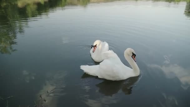 Romantik Beyaz Kuğu Güneş Doğarken Kıyıya Yakın Gölde Yüzer — Stok video