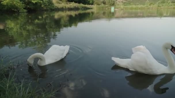 Romantik Beyaz Kuğu Güneş Doğarken Kıyıya Yakın Gölde Yüzer — Stok video