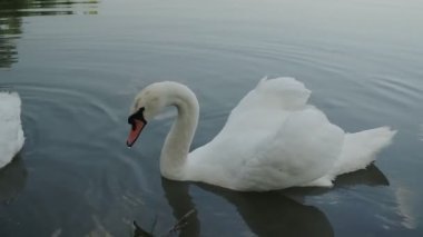 İki romantik beyaz kuğu güneş doğarken kıyıya yakın gölde yüzer.