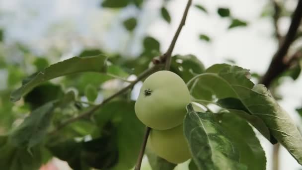 Maçãs Ecológicas Maçãs Verdes Árvore Belas Maçãs Amadurecem Ramo Nos — Vídeo de Stock