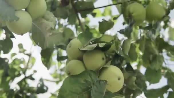 Környezetbarát Almák Zöld Almák Fán Gyönyörű Alma Érik Ágon Nap — Stock videók