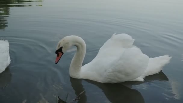 Dos Románticos Cisnes Blancos Nadan Lago Cerca Orilla Sol — Vídeo de stock