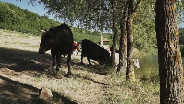 Krávy Přišly Zavlažovací Místo Řece — Stock video