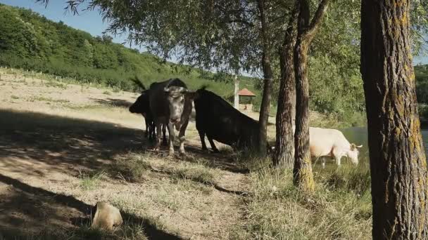 Las Vacas Llegaron Lugar Riego Río — Vídeos de Stock