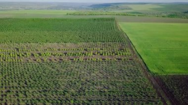 Tarımsal alan üzerinde uçan hava görüntüleri.