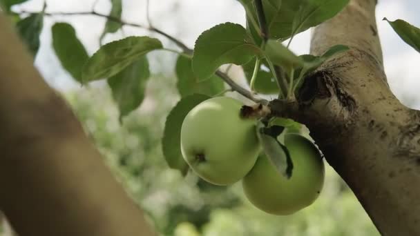 Miljövänliga Äpplen Gröna Äpplen Trädet Vackra Äpplen Mognar Gren Solens — Stockvideo