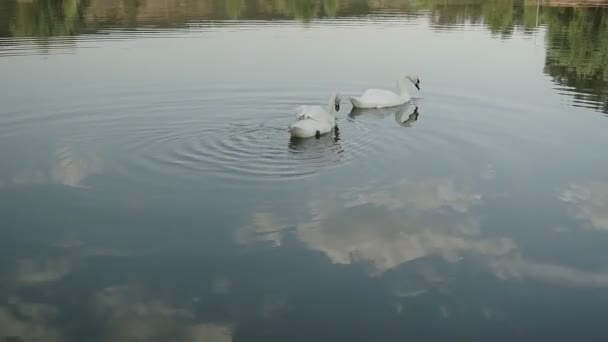 阳光普照的日子 两只浪漫的白天鹅在湖边游泳 — 图库视频影像
