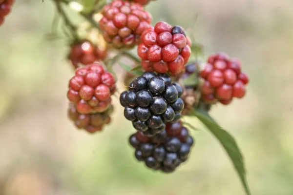 Primer Plano Arbusto Zarza Cultivando Deliciosas Moras Silvestres —  Fotos de Stock