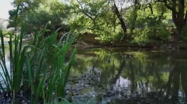 Güzel bir nehir, bir sürü yeşillik ve ağaçlar, suda güzel bir yansıma..