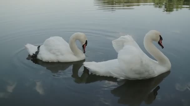 Zwei romantische weiße Schwäne schwimmen am Sonnentag im ufernahen See