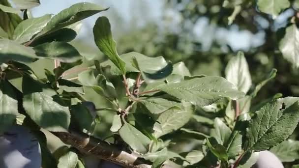 Szilvafából Készült Ágak Érett Gyümölcsökkel — Stock videók