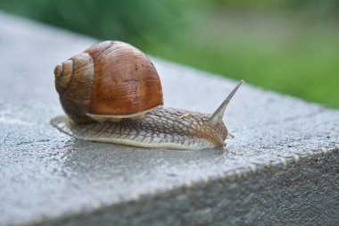 Yenilebilir salyangoz, Romalı salyangoz, bordo salyangoz, ıslak beton üstüne salyangoz.