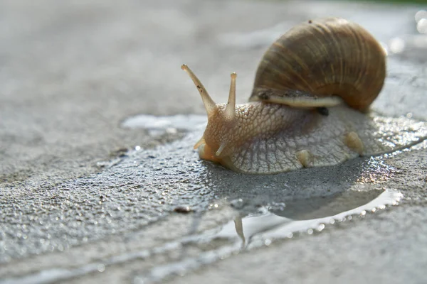Yenilebilir salyangoz, Romalı salyangoz, bordo salyangoz, ıslak beton üstüne salyangoz.