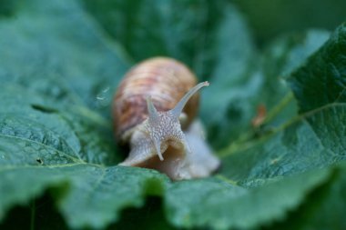 Bahçedeki yeşil yapraklı küçük salyangozu kapat.