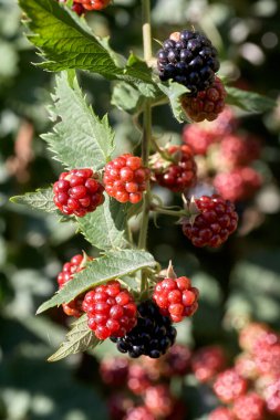 Lezzetli yabani böğürtlen yetiştiren çalılara yakın.