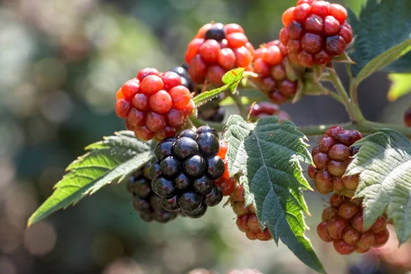 Primer plano de un arbusto de zarza cultivando deliciosas moras silvestres —  Fotos de Stock