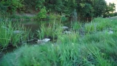 Güzel bir nehir, bir sürü yeşillik ve ağaçlar, suda güzel bir yansıma..