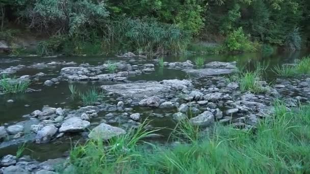 Wild Mountain River Close Abundant Clear Stream Inglés Detalle Static — Vídeos de Stock