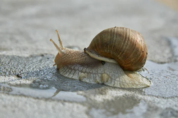 对可食用蜗牛 罗马蜗牛 勃艮第蜗牛 雨后在湿混凝土上排泄物的特写 — 图库照片