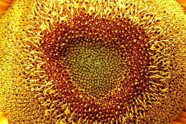 Sunflower Blooming Close Petals Texture Macro Detail Organic Background — Stock Photo, Image