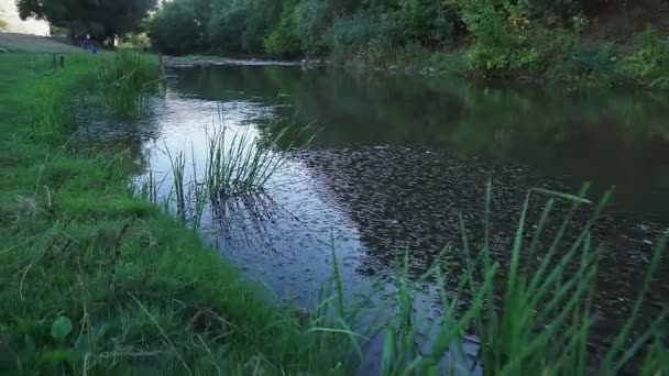 美しい川 緑と木々 水の中の美しい反射 — ストック動画